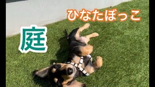 休日の過ごし方【愛犬・子犬】3ヵ月 ミニチュアダックスフンド miniature dachshund　ルーティン