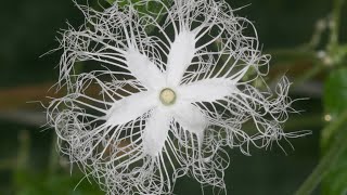 Identifying male and female flowers in snake gourd plant #podalanga #chinesecucumber