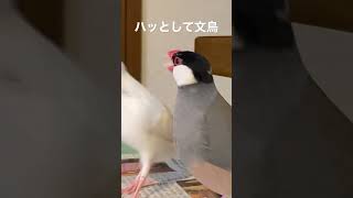 ハッとして文鳥〜意中の彼女に逃げられた時の表情 #shorts #文鳥 #田原俊彦