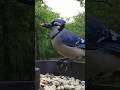 Blue Jay at the feeder | #bluejays #birds #birdwatching #birdsounds #oklahoma #birdslover #bird