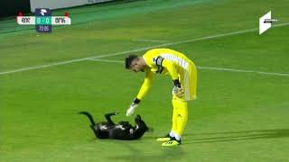 Dog interrupts soccer game, wants belly rubs
