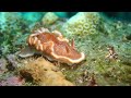 glossodoris rufomarginata caramel nudibranch