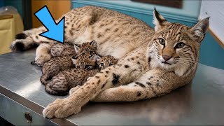 Bobcat Gave Birth to 5 Cubs. Then The Vet Screamed In Shock When He Saw What Came Out!