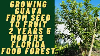 GROWING GUAVA FROM SEED TO FRUIT 2 YEARS 5 MONTHS | Florida Food Forest