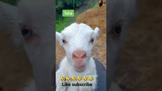 Goat baby talking Taha,