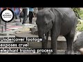 (Distressing) undercover footage exposes cruel elephant training