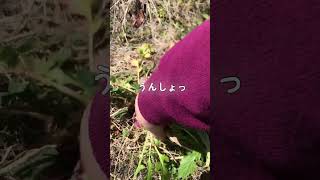 津田カブ収穫 /やっと育った　遅い収穫　#自然農 #不耕起 #無肥料 #無農薬  #shorts