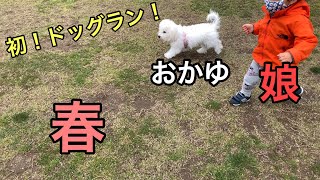 【子犬】家族で初めてのドッグランに行きました【ビションフリーゼ】