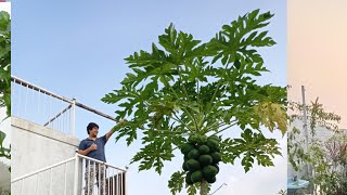 Jahanara Laiju : Roof garden, gardening tips is live