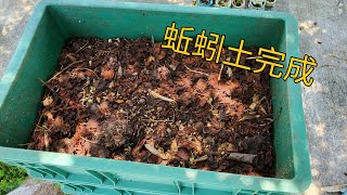 Compost worm 蚯蚓堆肥完成