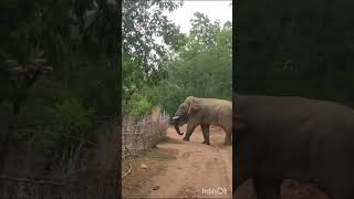 #elephant #shots #shortsvideo #vairalshort #trendingshorts #jhargram