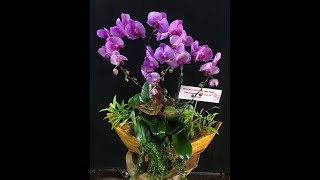 Hoa Lan Hồ Điệp / Heart-shaped orchids - Mẫu Cắm 2 Trái Tim Chậu Thuyền Gỗ Theo Ý Khách Hàng.