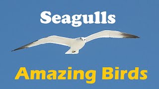 The Seagulls - Amazingly Beautiful Birds [Pets]