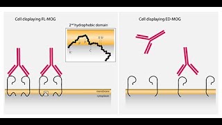 Features of MOG required for recognition by patients with MOG antibody-associated disorders