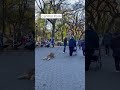 Dog refusing to walk Central Park #NYC #newyork #trending #shorts