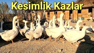 LİNDA KAZLARINA KİLO ALDIRMAYA ÇALIŞIYORUM!/-KAZLAR İLE İLGİLİ KARARSIZ KALDIM?#kazbakımı #kazkümesi