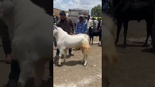 Aggressive And Masti Khoor Malwa Goat At Gandhi Nagar Bakra Mandi Bhopal 2023