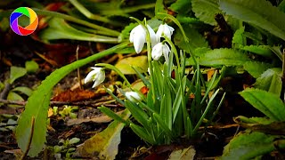 WINTER FLOWERING PLANTS | TIME LAPSE OF SNOW MELTING