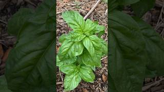 How I grow basil from seed. One of the easiest herbs to grow and the yields are amazing. #gardening