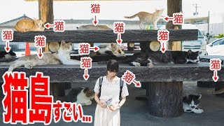 カメラ持って沖縄の猫島を探索！ちゃんまりの休日。【猫動画】