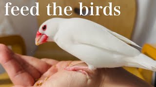 【feed the birds】食べる白文鳥