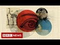 Climate Change: Why are thousands of species facing extinction? - BBC News