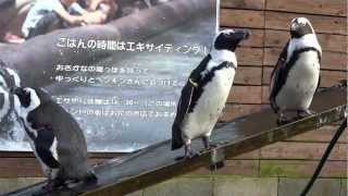 ケープペンギン　富士花鳥園