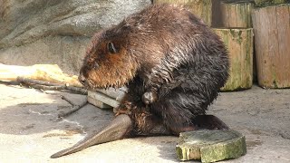 アメリカビーバー,仙台うみの杜水族館,American beaver,Sendai Umino-Mori Aquarium,Miyagi,Japan