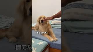 撫でられる気でいたのに、撫でられなかったとき #dog #कुत्ता #개 #goldenretriever