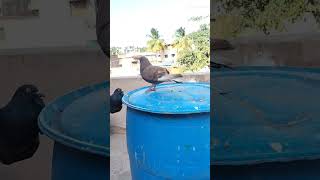 #dharwad #cameraman #pigeon #kabootar #instagood #cameraoperator #karnataka #pigeonlove #bird