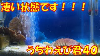 【ウチワエビ】４０　凄いですねぇ！！！　【海水槽】