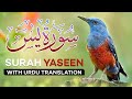 Surah Yasin 🚫 NO ADS | Yaseen with Urdu Translation | Quran Tilawat | Tarjuma