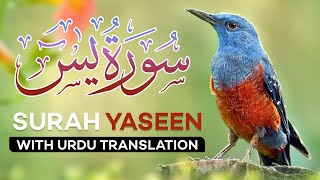 Surah Yasin 🚫 NO ADS | Yaseen with Urdu Translation | Quran Tilawat | Tarjuma