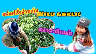 EP4.ดงกระเทียมป่า wild garlic 22/3/2021