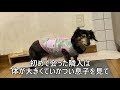 ももとの日々＃235 吠えるには理由があるのをわかってほしい19歳10カ月シニア犬