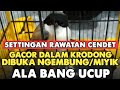 RAWATAN HARIAN UNTUK CENDET SUSAH GACOR DILUAR KRODONG/DIDALAM KRODONG‼️