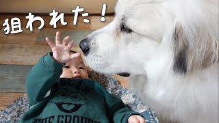 【びっくり！】生後7ヶ月の妹が、超大型犬に初めて見せた行動がすごかったw｜グレートピレニーズ