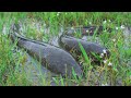 Menakjubkan Setelah Hujan Besar Menangkap Banyak Ikan Di Sawah. Memancing dengan tangan