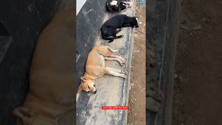 রাতের বিশ্বস্ত প্রহরীর দিন বিশ্রাম #nature #dog #rest