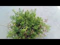 सिर्फ एक बार आधा चम्मच पोर्टुलाका में डालो और पाएं ढेरो फूल portulaca best fertilizer for moss rose