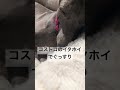 【イタグレ】イタホイ shorts dog italiangreyhound