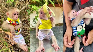 Adorable monkey brings smiles to its human family daily!  #HappyTogether🐒💥| #monkey  #shorts