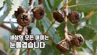 [자연 에세이] 23. 세상의 모든 어미는 눈물겹습니다.