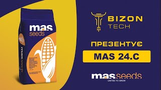 Огляд на гібрид кукурудзи МАС 24.Ц (MAS 24.C) MAS Seeds