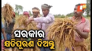 Widespread crop damage reported under the impact of cyclone Phethai in Sambalpur, an OTV report