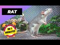 Rat - In 1 Minute! 🐁 One Of The Most Intelligent Animals In The World | 1 Minute Animals