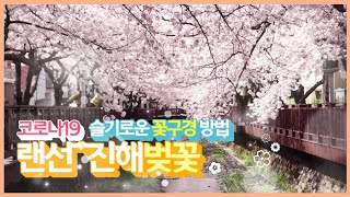 [창원TV]슬기로운 꽃구경 방법 - 랜선진해벚꽃놀이