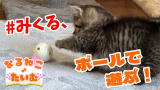 みくる、ボールで遊ぶ！【なるねこ♪たいむ】