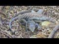 whiptail lizards mating and aftermath