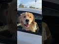 following this cute guy to his car 🤭🐾 retriever puppy mydog goldenretrieverpuppy funny